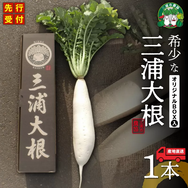 オリジナルBOX入り 希少な三浦大根 1本