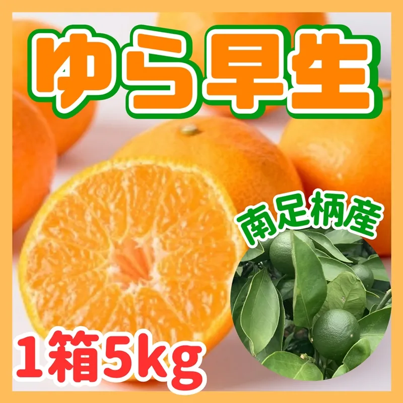 ゆら早生 5kg 〈出荷時期:2026年11月1日出荷開始~2026年11月30日出荷終了〉|みかん フルーツ 果物 くだもの 神奈川県 南足柄市
