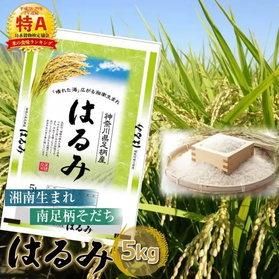 【令和7年産】湘南生まれ 南足柄育ちのお米「はるみ」(精米)5kg×1袋【 ごはん おいしい 神奈川県 南足柄市 】