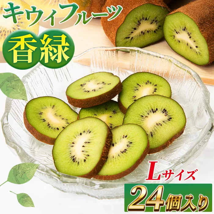 希少キウイフルーツ 「香緑」。Lサイズ 24個入り 糖度16度。甘くておいしい【 高級ブランド】＜出荷時期：2025年12月15日出荷開始～2026年1月15日出荷終了＞【キウイ　フルーツ 神奈川県 南足柄市 】