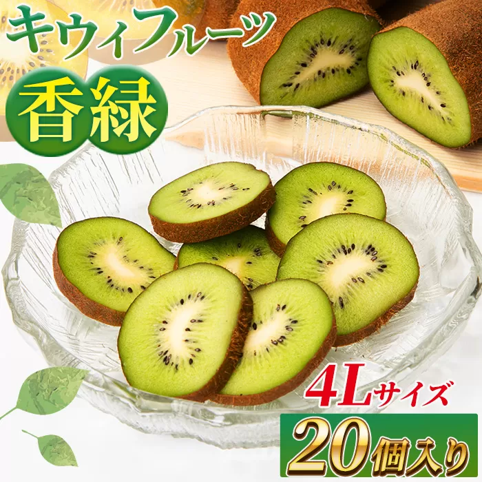 希少キウイフルーツ 「香緑」。4Lサイズ 20個入り 糖度16度。甘くておいしい＜出荷時期：2025年12月15日出荷開始～2026年1月15日出荷終了＞【キウイ　フルーツ 神奈川県 南足柄市 】