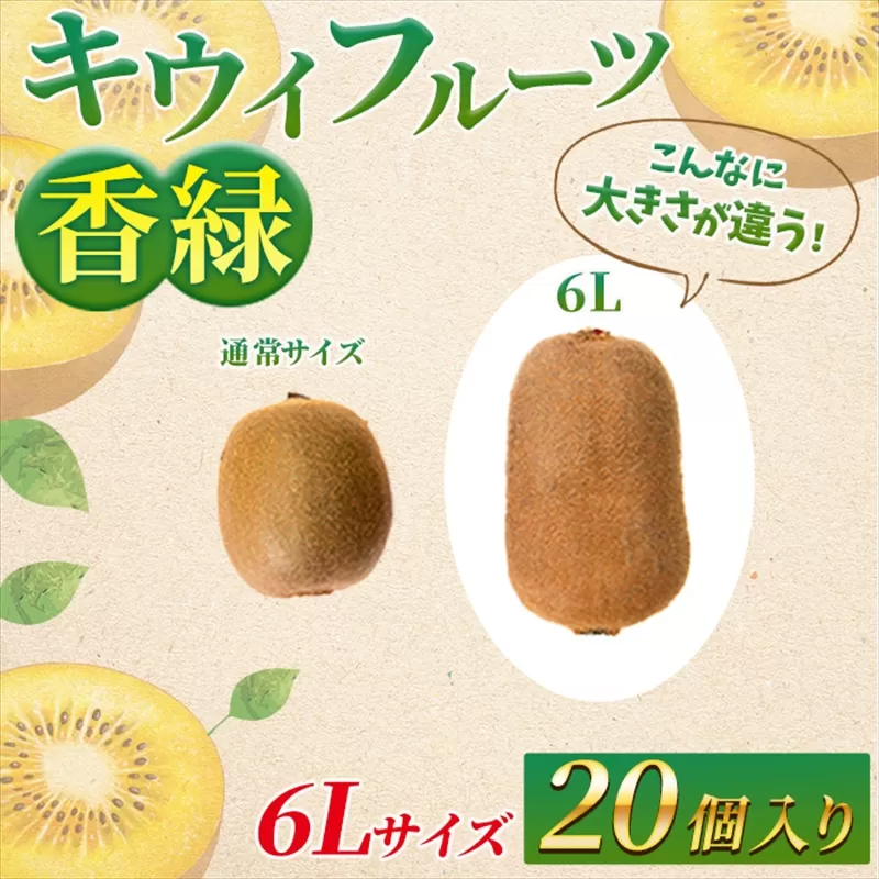希少キウイフルーツ 「香緑」。6Lサイズ 20個入り 糖度16度。甘くておいしい＜出荷時期：2025年12月15日出荷開始～2026年1月15日出荷終了＞【キウイ　フルーツ 神奈川県 南足柄市 】