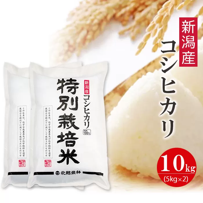 特別栽培米 新潟産コシヒカリ 10kg  令和7年産 精米 白米