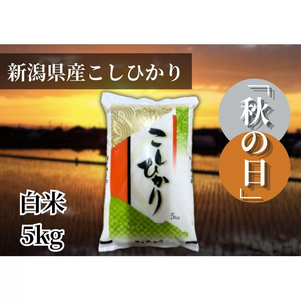 【令和6年産】新潟県産こしひかり「秋の日」（白米5kg）新潟県の美味しいお米。