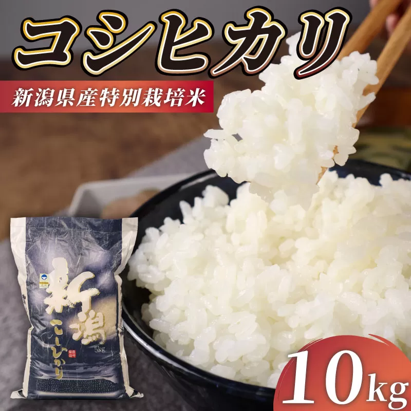 R7年産先行予約 新米 コシヒカリ 10kg 5kg 2袋 特別栽培米 先行予約 コンテスト 入賞米 米 おこめ お米 ブランド米 ご飯 ごはん オニギリ お弁当 玄米 対応可 kome ※ 送料無料 数量限定 農家直送 産地直送 国産 川瀬農園 新潟 新発田 kawase001_02