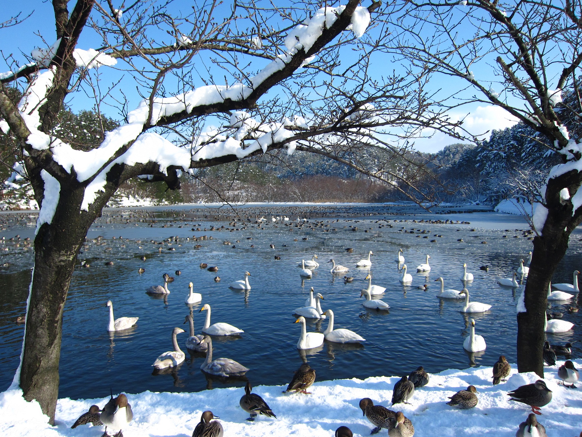 【新発田の冬】升潟の白鳥