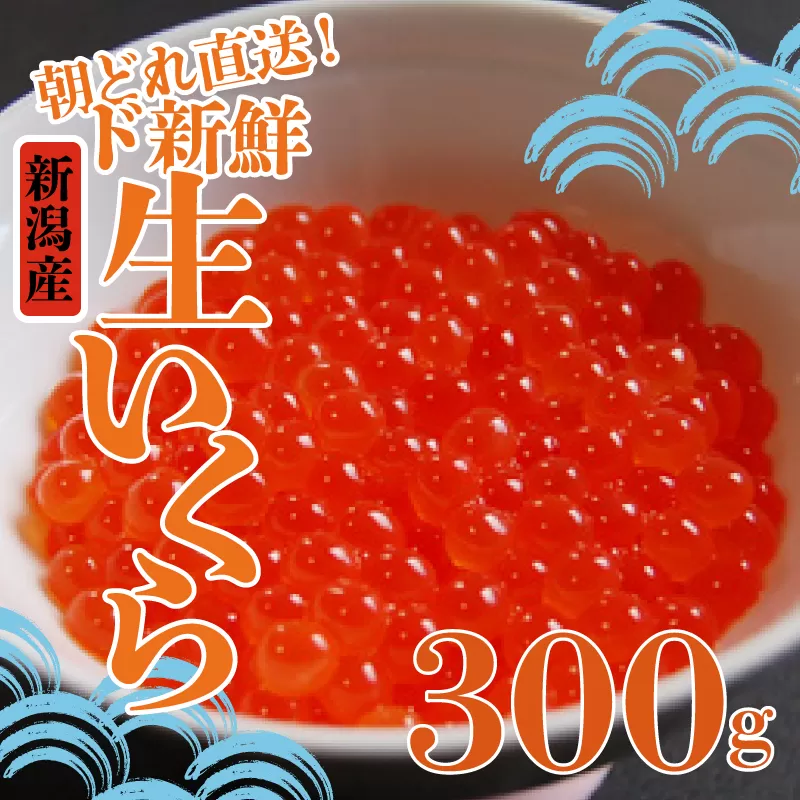 令和6年産 生イクラ 300g いくら 鮭 生いくら 海鮮 鮮魚 朝どれ 朝採れ とれたて 国産 新潟県産 お正月 おせち 年末 年始 贈答