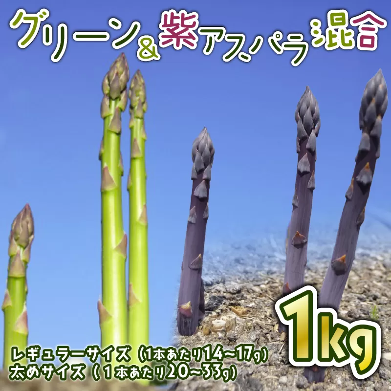 先行予約 紫入りアスパラ レギュラーと太め混合 1kg 朝採れ 新鮮 令和7年産 アスパラ アスパラガス 甘い 太い 柔らかい 特産品 野菜 春野菜 星野農園 新潟 新潟県 新発田産 新発田市 hoshino002