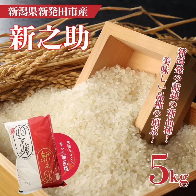 令和6年産 新之助 5kg  新米 お米 ご飯 白米 精米【 新潟 新潟県 米 5kg 1袋 新之助 新発田産 】 watasho007_1