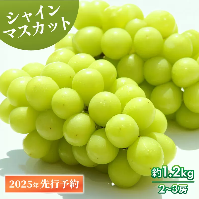 【2025年発送 先行予約】 シャインマスカット 約1.2kg 2～3房 【 数量限定 シャインマスカット シャイン マスカット 果物 くだもの フルーツ 葡萄 ブドウ ぶどう 髙橋農園 新潟県 新発田市 】