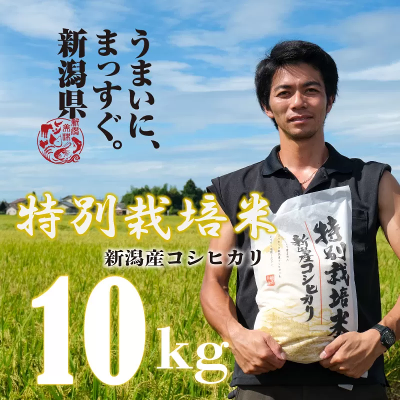【令和6年産】コシヒカリ 10kg 5kg×2袋 特別栽培米 こしひかり ご飯 備蓄 コメ お米 米 こめ 新潟産 新潟米 新潟県 新潟 新発田 新発田市 国産 斗伸 toushin012_01