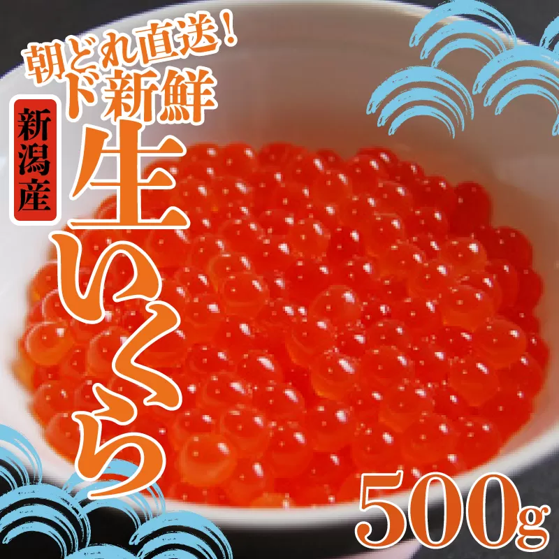 令和6年産 生イクラ 500g 【 いくら 鮭 生いくら 海鮮 鮮魚 朝どれ 朝採れ とれたて 国産 新潟県産 お正月 おせち 年末 年始 贈答 予約 いくら 魚水島】