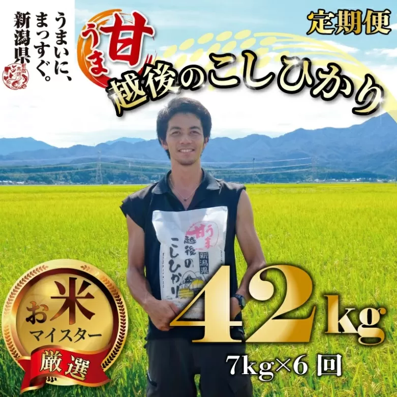 【令和6年産】コシヒカリ 定期便 7kg 6ヵ月 42kg 甘うま越後のこしひかり 越後 えちご 特別栽培米 新潟 コメ こめ お米 玄米 新潟県 新潟米 新発田市 新発田産 toushin01001