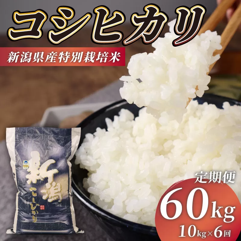R7年産先行予約 新米 定期便 60kg 10kg×6回 特別栽培米 コシヒカリ コンテスト 入賞米 米 おこめ お米 ブランド米 ご飯 ごはん オニギリ お弁当 玄米 対応可 kome 新米 5kg 2袋 送料無料 数量限定 農家直送 産地直送 国産 川瀬農園 新潟 新発田 kawase4002
