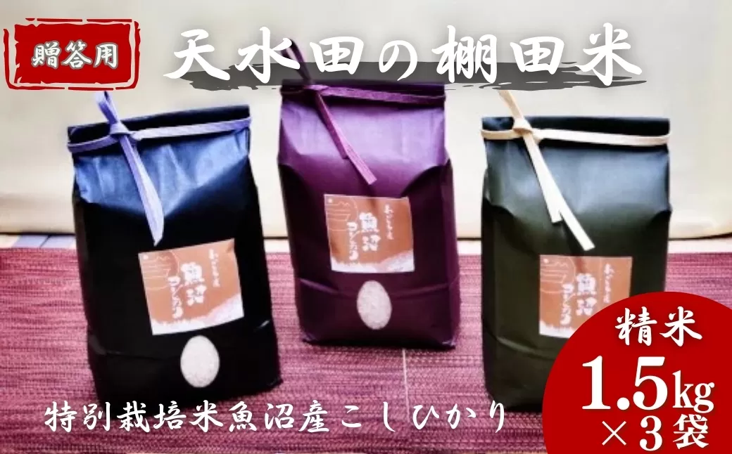 【令和7年産 新米予約】わかとち産 魚沼コシヒカリ 特別栽培 棚田米 贈答用1.5kg×3袋 新潟県産 こしひかり 新米 精米 白米 Mt.ファームわかとち【0013-0004-01】