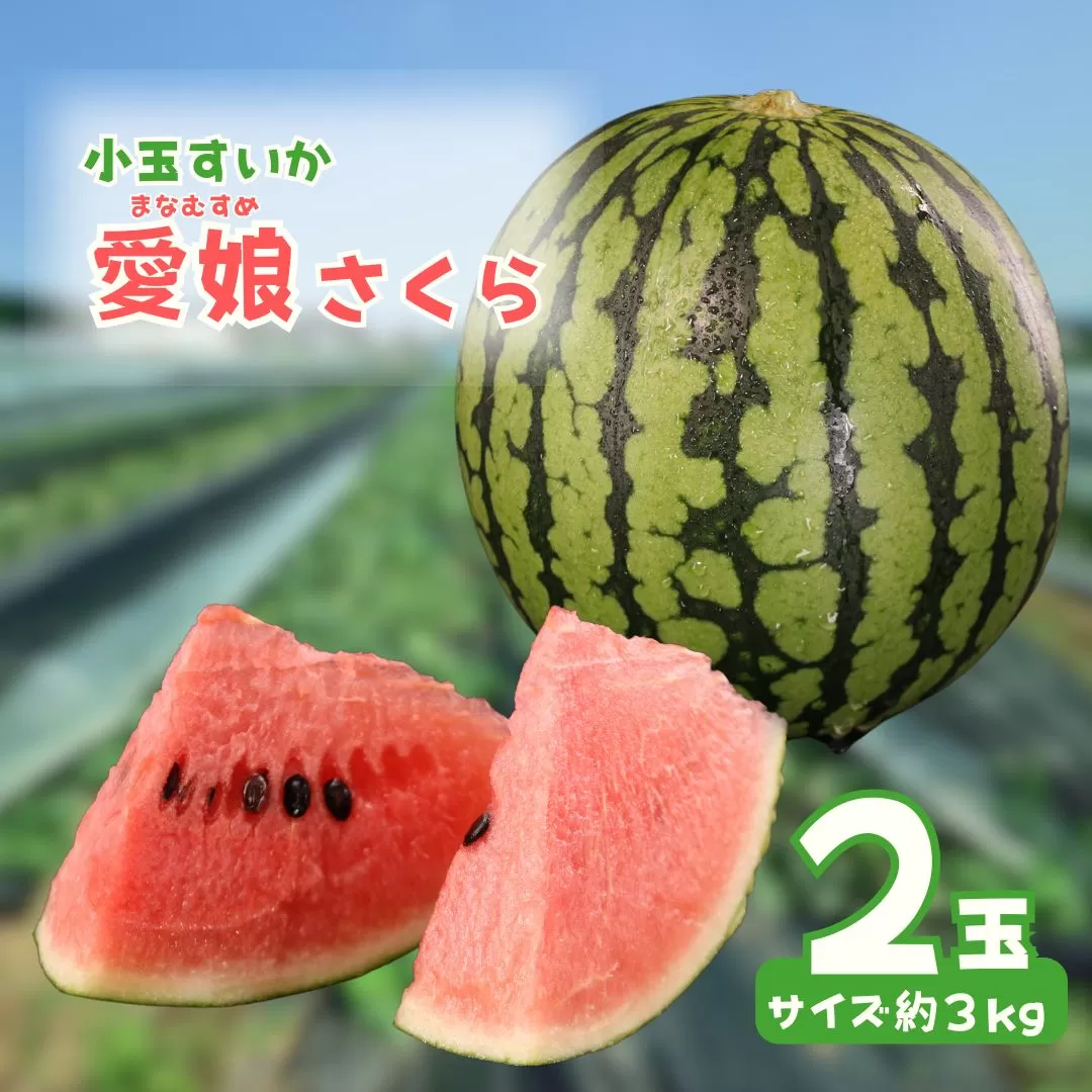 【先行予約】 愛娘さくら 小千谷市産 小玉スイカ 2玉 農園ビギン 【0002-0047-01】