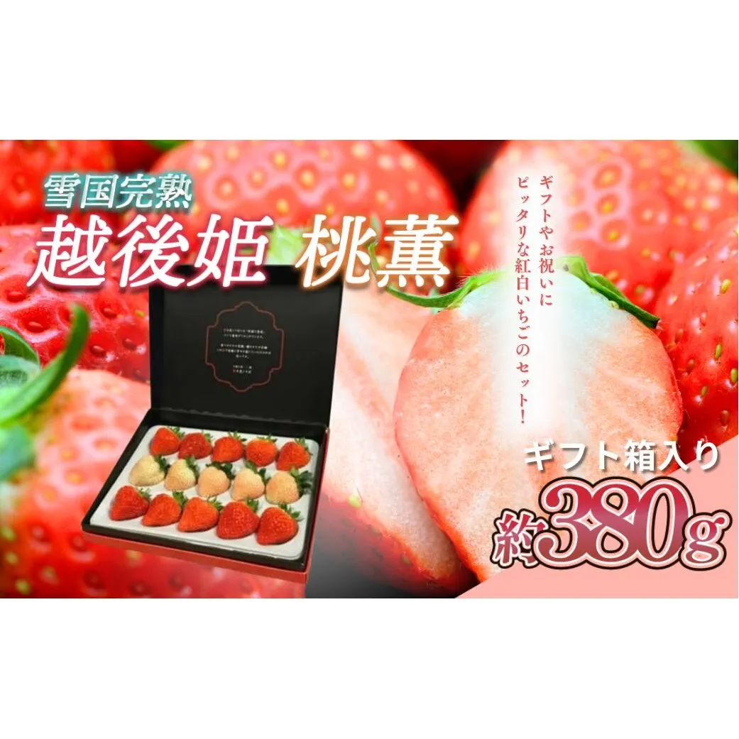 先行予約  いちご 雪国完熟越後姫桃薫シングル(約380g)ギフト箱入り 食べ比べ セット イチゴ 苺 果物 フルーツ 新潟 苺の花ことば