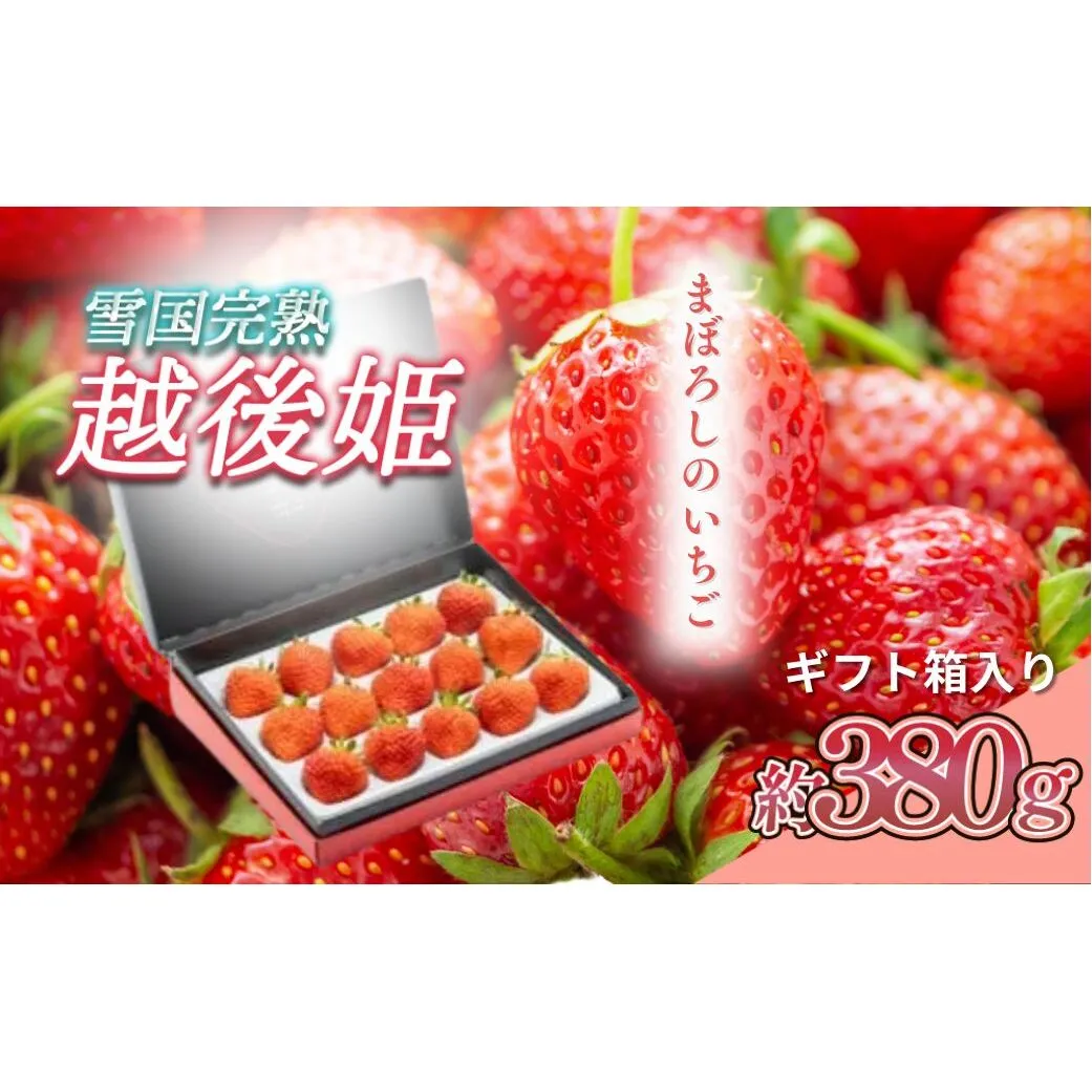 先行予約  いちご 新潟 雪国完熟越後姫シングル（約380g）ギフト箱入り イチゴ 苺 フルーツ お取り寄せ 贈り物 上越 苺の花ことば