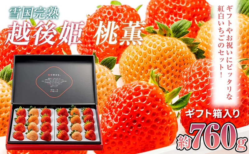 先行予約 いちご 新潟 雪国完熟越後姫桃薫ダブル(約760g)ギフト箱入り食べ比べセット イチゴ 苺 贈り物 上越 苺の花ことば