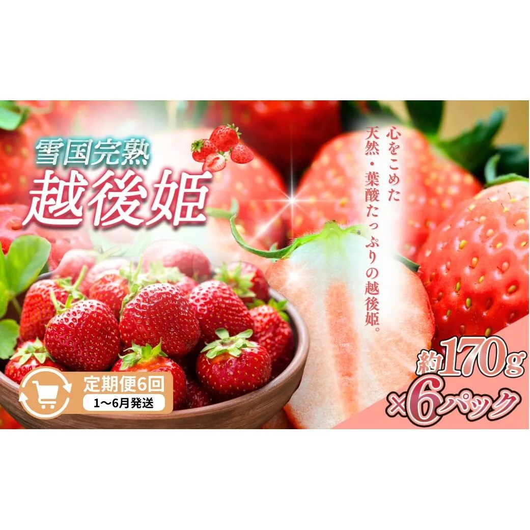 先行予約  定期便 6回【1～6月発送】雪国完熟越後姫 170g×6全6回 定期配送 越後姫 いちご 定期便 完熟 苺 新潟 上越 苺の花ことば