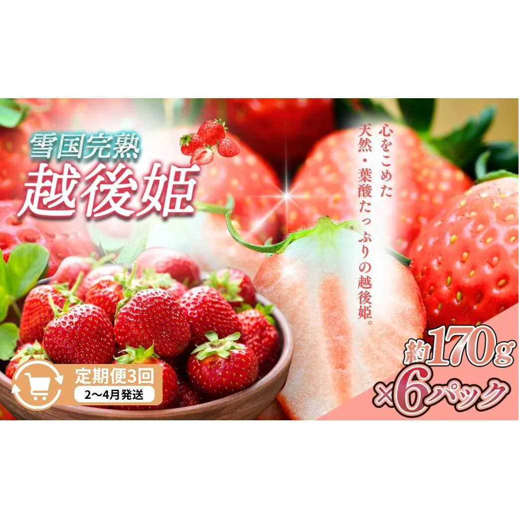 先行予約  定期便 3回【2～4月発送】雪国完熟いちご越後姫 170g×6全3回 定期配送 越後姫 いちご 定期便 完熟 苺 新潟 苺の花ことば