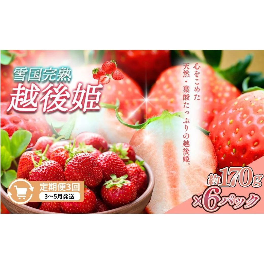 先行予約  定期便 3回【3～5月発送】雪国完熟いちご越後姫 170g×6全3回 定期配送 越後姫 いちご 定期便 完熟 苺 新潟 苺の花ことば