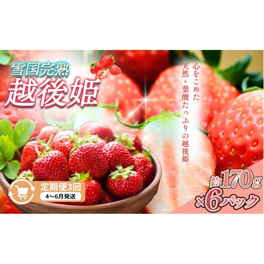 先行予約  定期便 3回【4～6月発送】雪国完熟いちご越後姫 170g×6全3回 定期配送 越後姫 いちご 定期便 完熟 苺 新潟 苺の花ことば