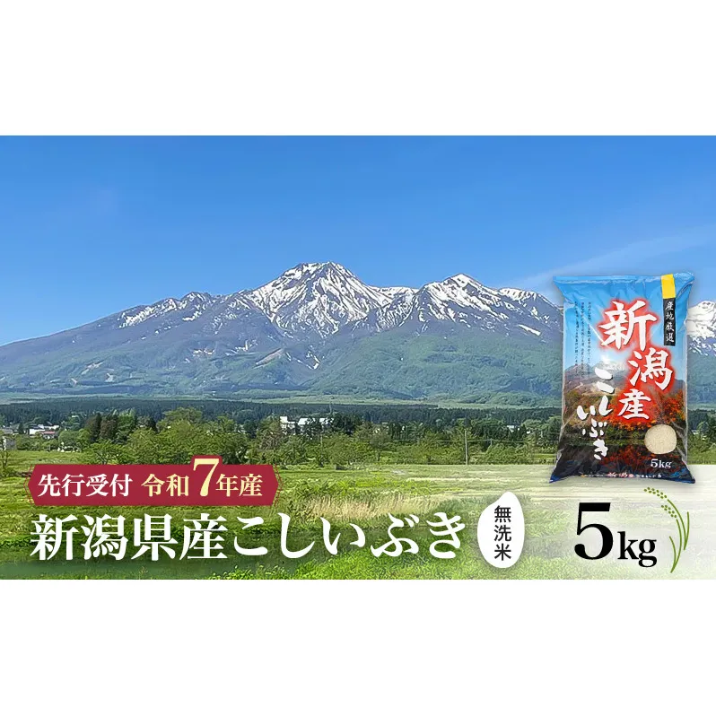 【令和7年産 | 無洗米 こしいぶき】無洗米　新潟県産こしいぶき 5kg 上越市 米 こめ コメ お取り寄せ