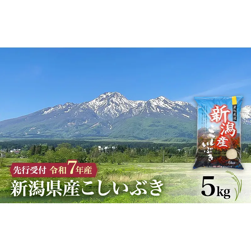 【令和7年産 こしいぶき】新潟県産こしいぶき 5kg 上越市 米 こめ コメ お取り寄せ
