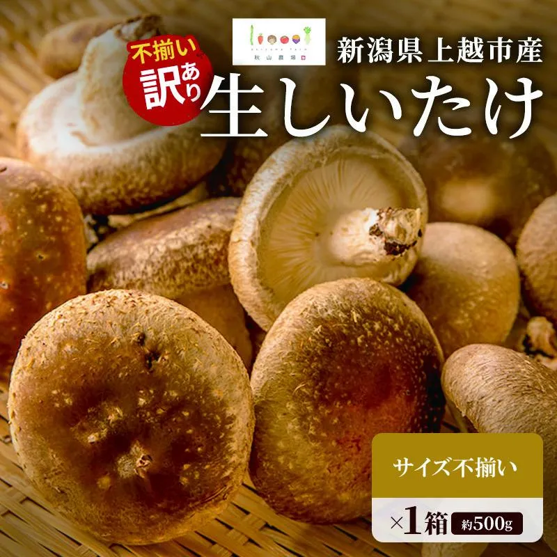 不揃い 訳あり 新潟県上越市産 肉厚 生しいたけ シイタケ 椎茸 約500g×1箱 秋山農場グリーンプロジェクト