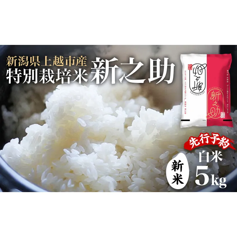 先行予約 令和8年 新米 新潟県上越市産 特別栽培米 新之助 5kg 5キロ お米 コメ ふぁーむ大地