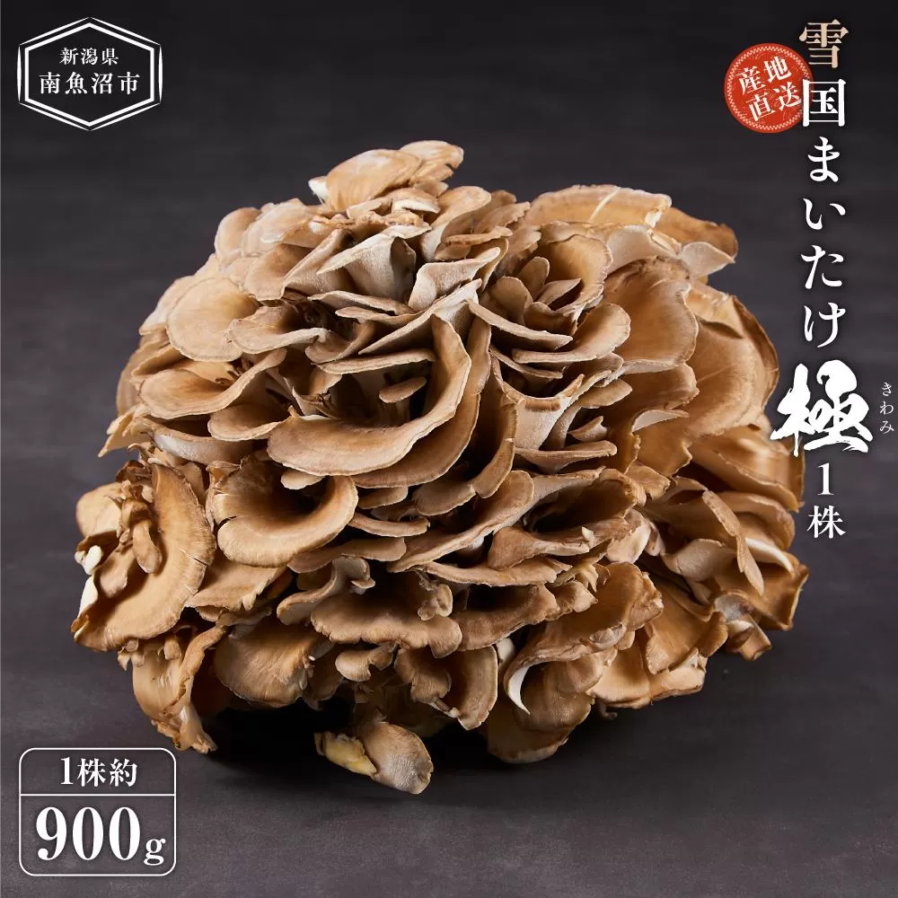雪国まいたけ　極　1株【1株約900ｇ】　これが雪国史上、最高傑作　長期熟成と大株仕立てが生み出す圧倒的なシャキシャキ感と旨味　雪国まいたけ最高品質　産地直送