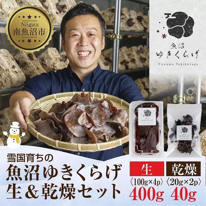 国産 生 きくらげ 100g×4パック 計400g 乾燥 きくらげ 20g×2パック 計40g 小分け 栄養豊富 無農薬 無添加 オーガニック 自家栽培 雪国 魚沼ゆきくらげ キクラゲ 木耳 きのこ キノコ ビタミンＤ 肉厚 健康 食品 食物繊維 佃煮 歯ごたえ  菌床 食感 高品質 送料無料 新潟県 南魚沼市