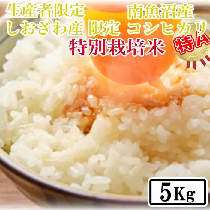 【令和7年産】【精米5kg】特別栽培 しおざわ産限定 生産者限定 南魚沼産コシヒカリ【2025年10月上旬より順次発送予定】