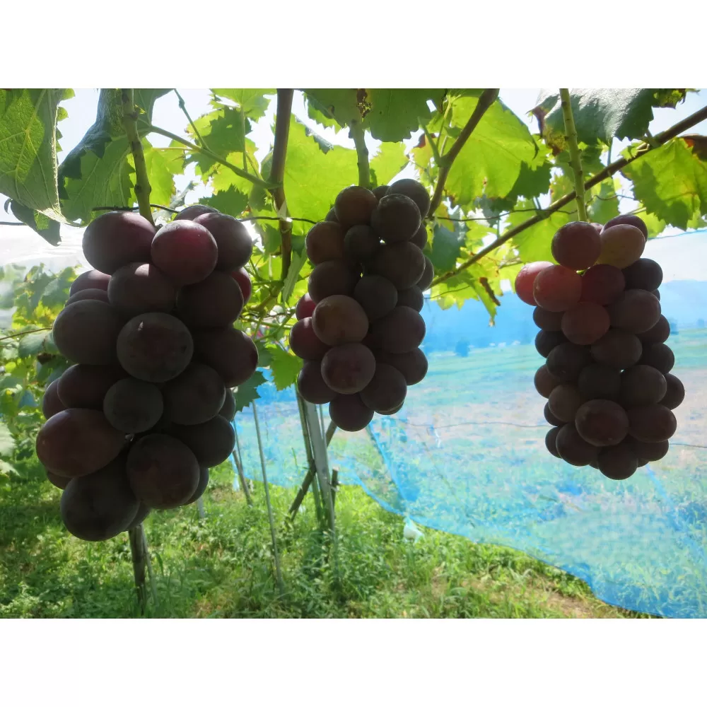 【2026年先行予約】南魚沼市産 藤みのり3～4房（1.5ｋｇ以上）