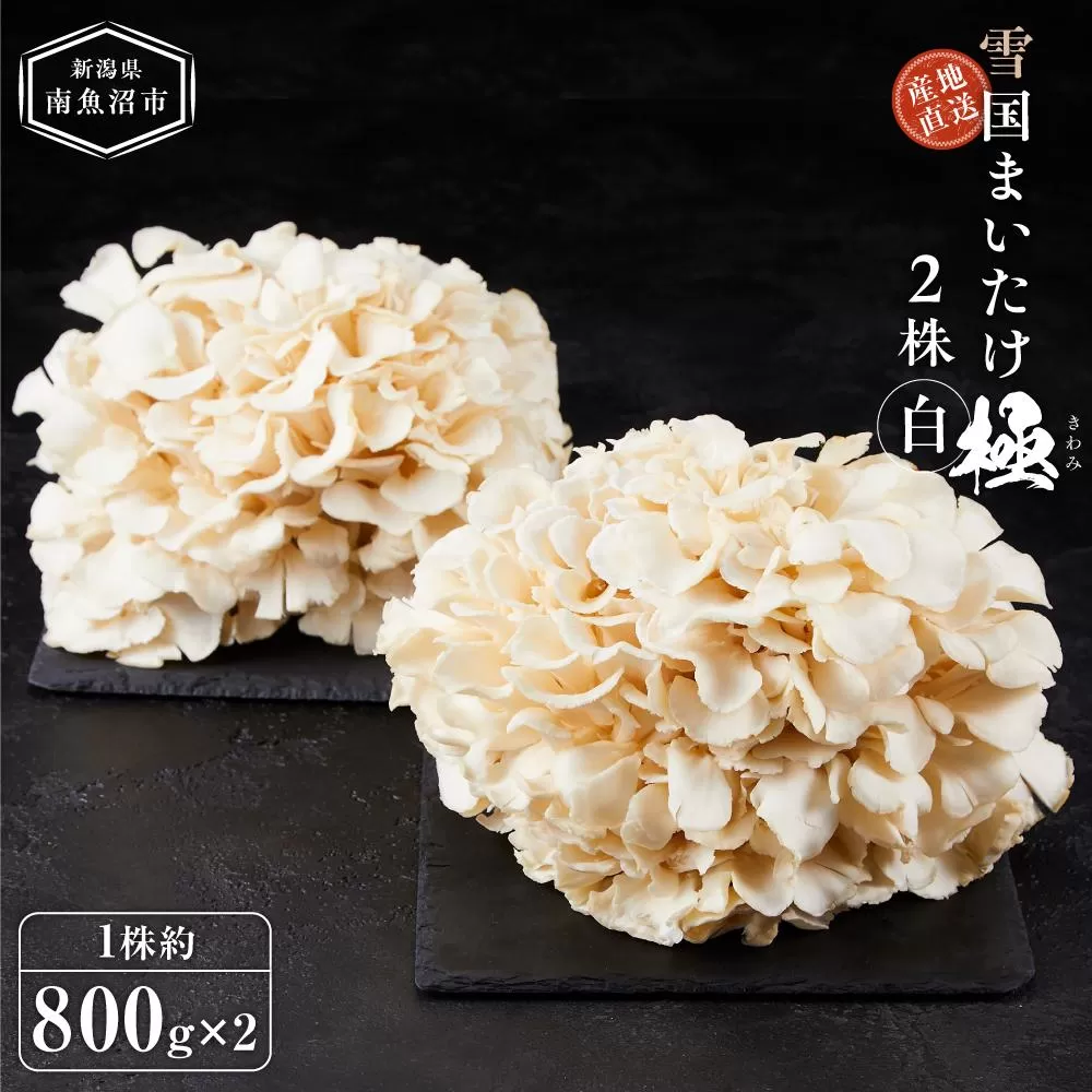 雪国まいたけ　極白　2株【1株約800g×2】　これが雪国史上、最高傑作　長期熟成と大株仕立てが生み出す圧倒的なシャキシャキ感と旨味　雪国まいたけ最高品質　産地直送