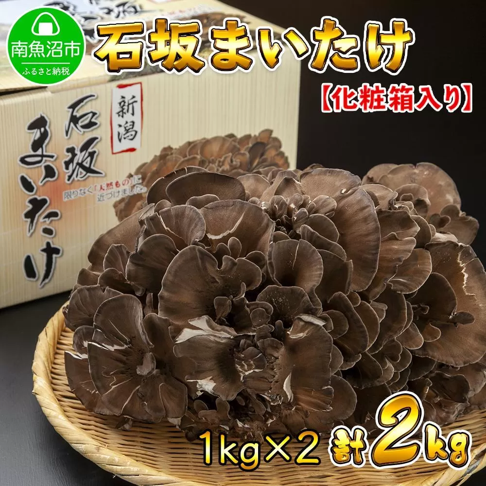 新潟県 南魚沼産 厳選 国産 石坂 高級 舞茸 まいたけ 産地直送 1kg ×2箱 計2kg 石坂きのこ