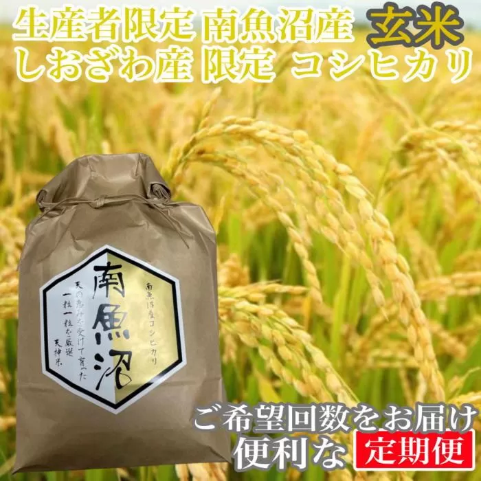 【令和7年産】【定期便20kg×6ヶ月】玄米 しおざわ産限定 生産者限定 南魚沼産コシヒカリ【2025年10月上旬より順次発送予定】