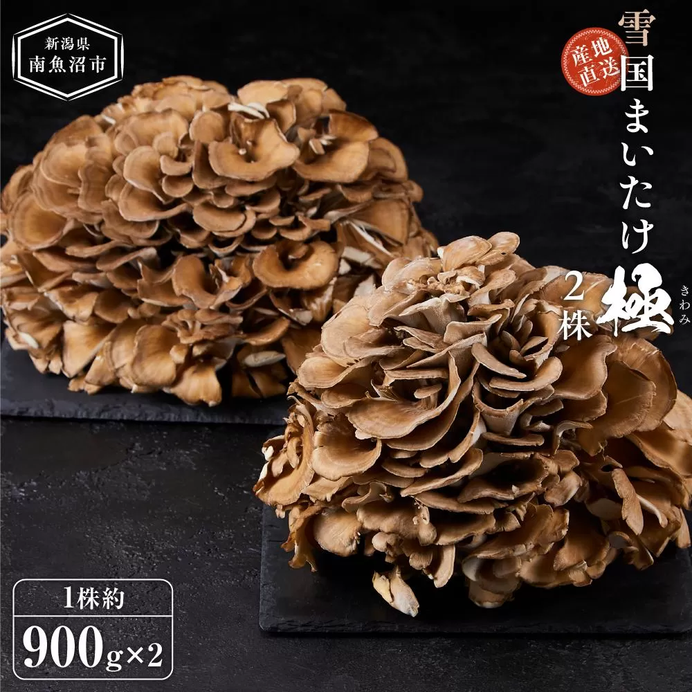 雪国まいたけ 極 2株【1株約900g×2】 これが雪国史上、最高傑作 長期熟成と大株仕立てが生み出す圧倒的なシャキシャキ感と旨味 雪国まいたけ最高品質 産地直送