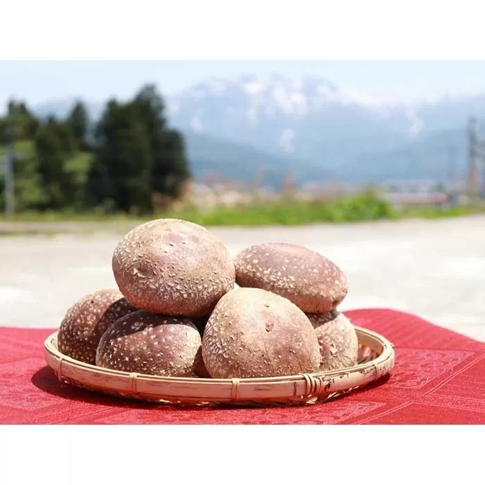 八海山の雪解け水が豊富な地下水使用】　肉厚な生椎茸（菌床）　【原材料からすべて国産