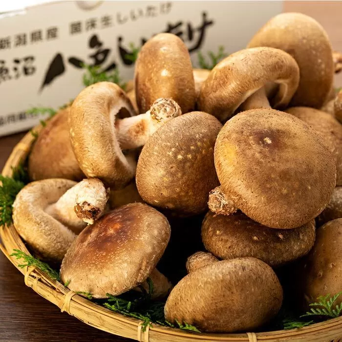 【贈答用】厚いにもほどがある「八色しいたけ」1kg　厳選 大型 肉厚