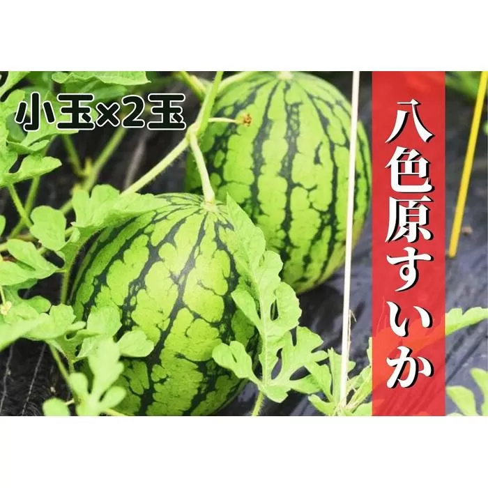 先行予約【新潟県南魚沼産】八色原スイカ 小玉2玉【2026年7月中旬発送】【お届け日時指定不可】