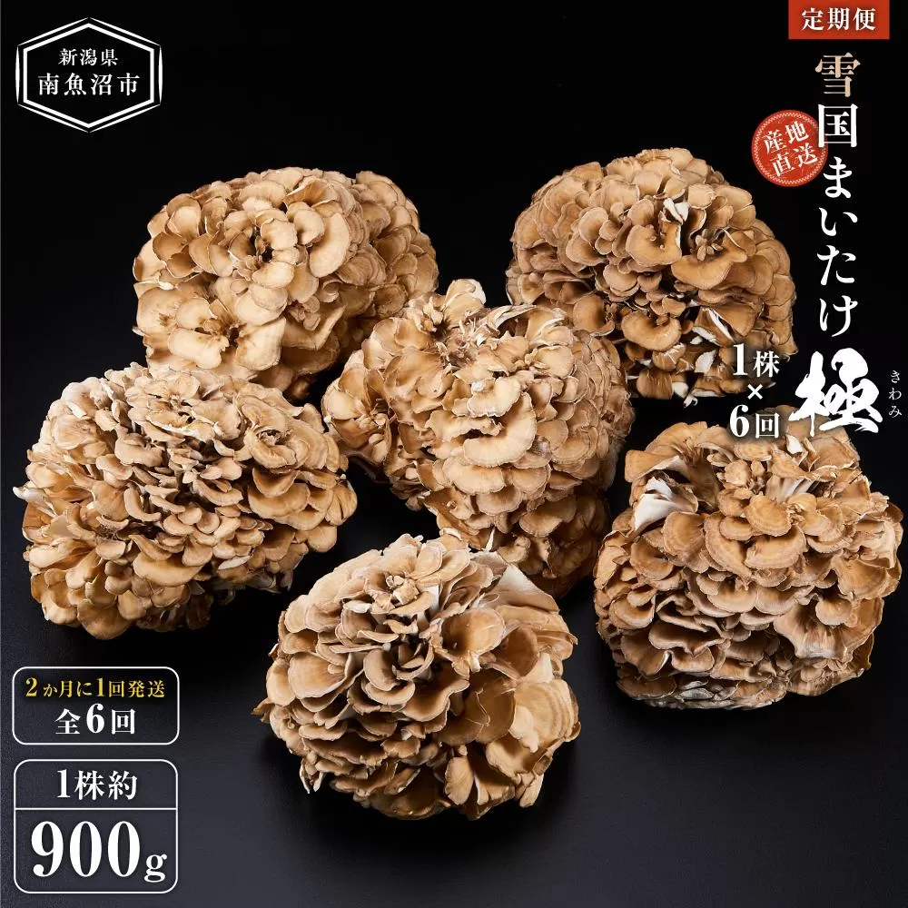 ＜定期便＞雪国まいたけ　極　1株×6回【1株約900g　2か月に1回発送/全6回】これが雪国史上、最高傑作　長期熟成と大株仕立てが生み出す圧倒的なシャキシャキ感と旨味　雪国まいたけ最高品質　産地直送