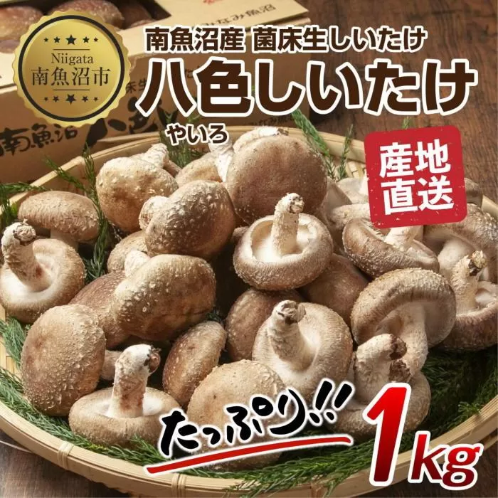 ES419 八色 しいたけ 1kg シイタケ 椎茸 生しいたけ 生シイタケ きのこ キノコ 菌床栽培 肉厚 鍋 バーベキュー おかず おつまみ 贈答 ギフト 越季 新潟県 南魚沼市