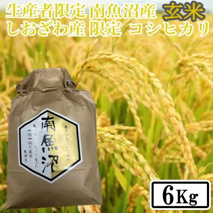 【令和7年産】【6kg】玄米 しおざわ産限定 生産者限定 南魚沼産コシヒカリ【2025年10月上旬より順次発送予定】