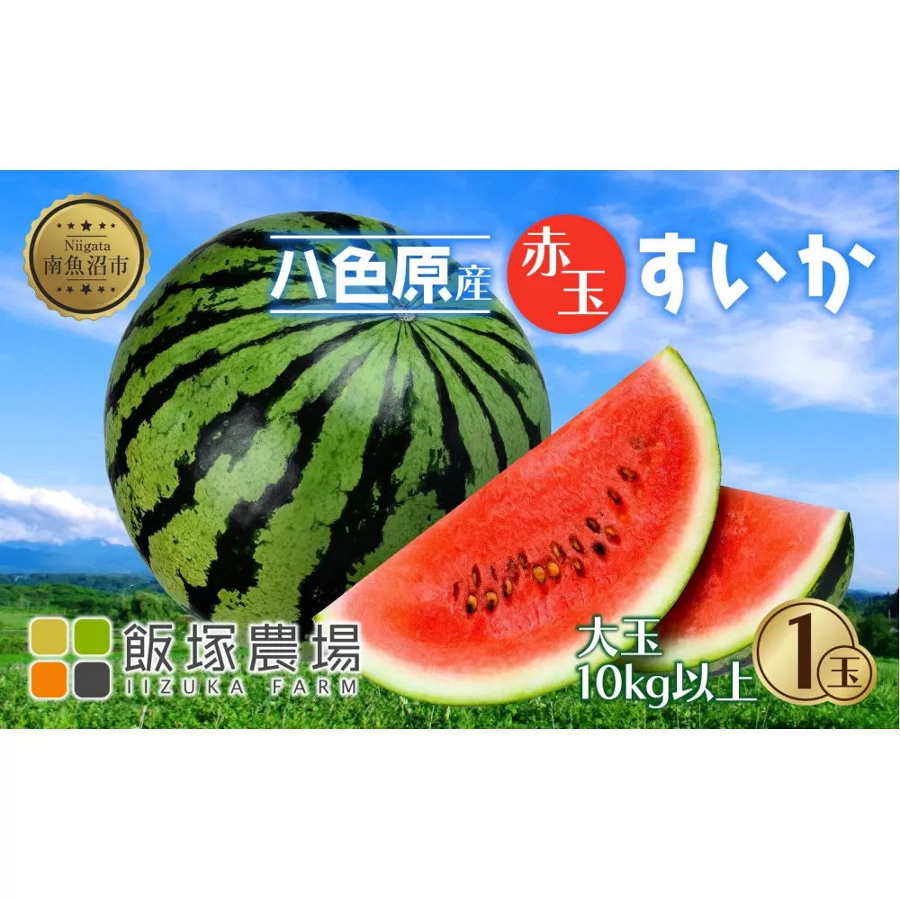 【先行受付】 八色原産 赤玉すいか 大玉 10kg以上 1玉 スイカ 大玉 赤肉 西瓜 果物 フルーツ 旬 希少 貴重 甘い 国産 産地直送 ギフト 贈答 自家用 常温 お取り寄せ 送料無料 飯塚農場 新潟県 南魚沼市