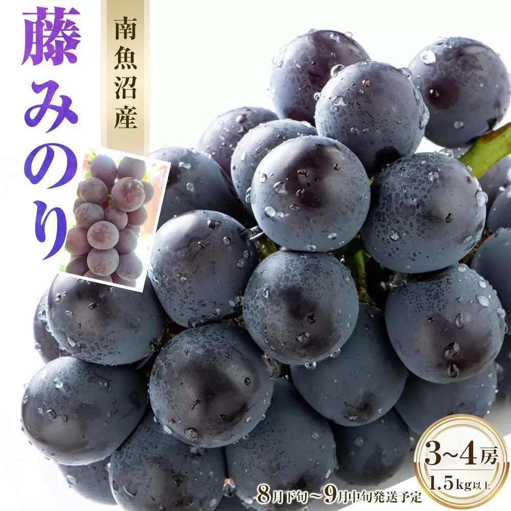 【2025年先行予約】南魚沼産 藤みのり3～4房（1.5ｋｇ以上）