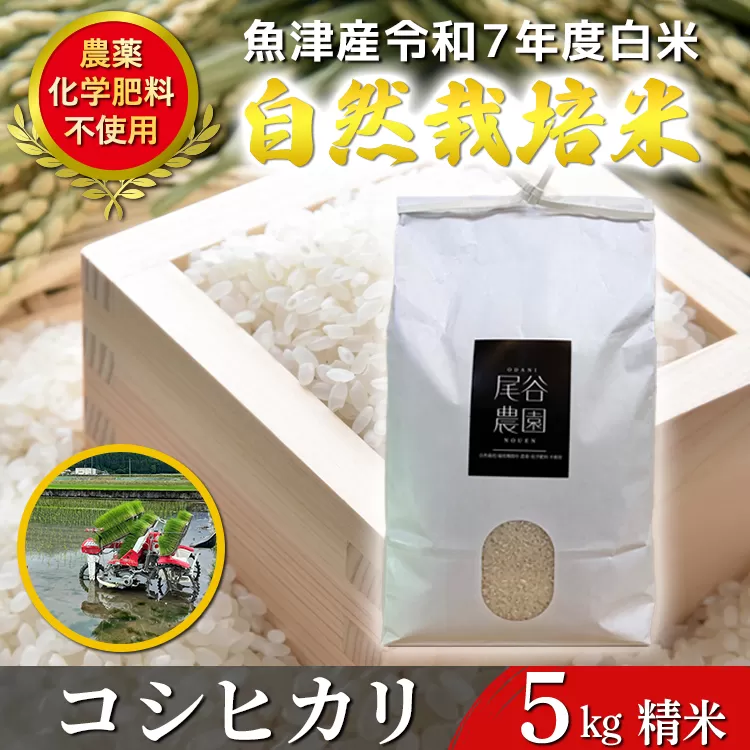 【令和7年度産米】尾谷農園 自然栽培米コシヒカリ 精米5kg ※北海道・沖縄・離島への配送不可