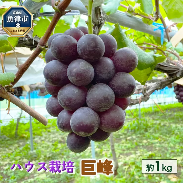 桃山ぶどう園の巨峰　約1kg（ハウス栽培）｜フルーツ 果物 ブドウ　※北海道・沖縄・離島への配送不可　※2024年9月中旬頃より順次発送予定