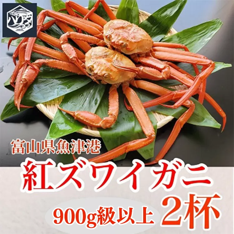 魚卸問屋のベニズワイガニ 900g級以上×2杯 はりたや ※2024年12月上旬～2025年5月下旬頃に順次発送予定 ※北海道・沖縄・離島への配送不可